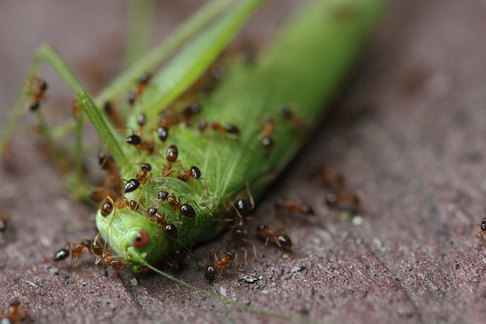 Ants eating grasshopper