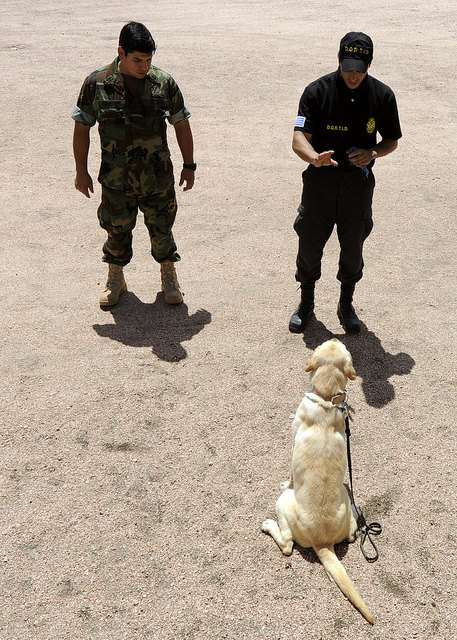 Training anti-narcotics dog